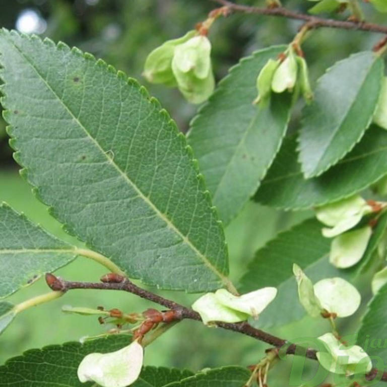 Ulmus Japonica Accolade Jardin Dion