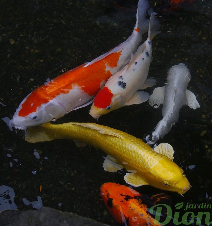 Poisson étang Mix poissons rouges 4-7cm