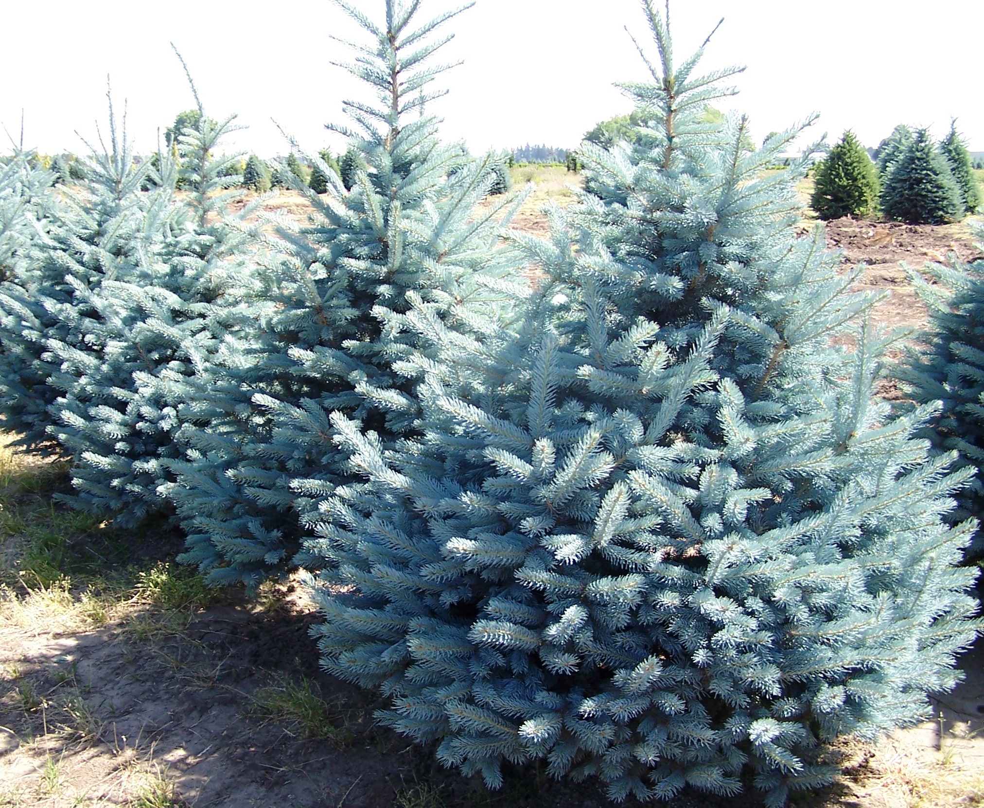 Picea pungens fat albert | Jardin Dion