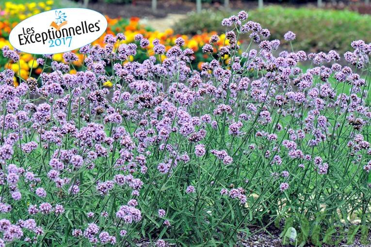 Verbena Bonariensis Meteor Shower Jardin Dion