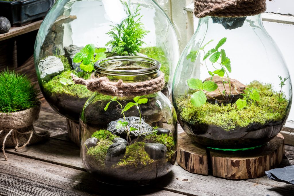 Les secrets d'un terrarium réussi - Jardinier paresseux
