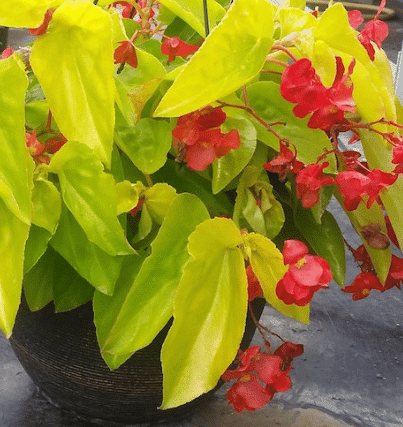 Begonia 'Canary wings' |