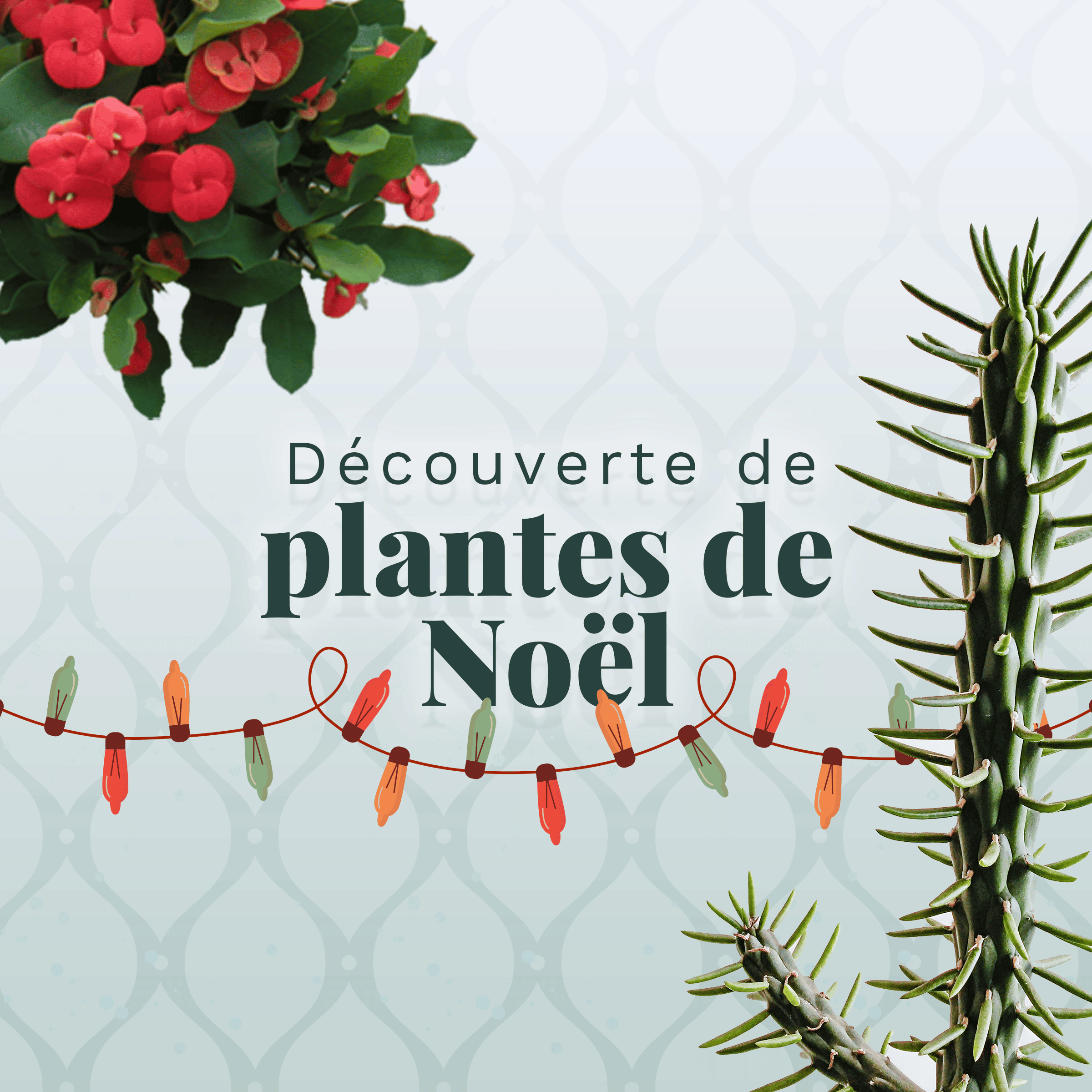 plantes de noël