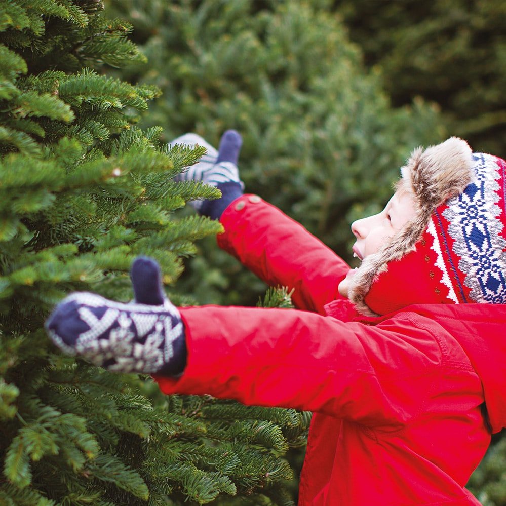 Boutique de Noël | Sapin et plante de Noël