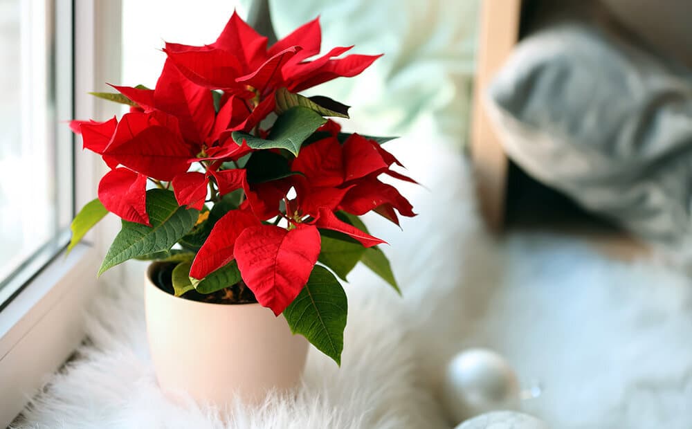 Poinsettia ou étoile de Noël : caractéristiques, arrosage et entretien