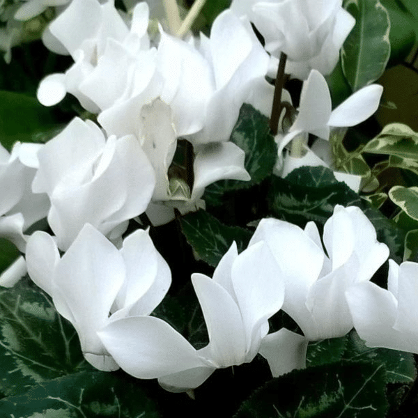 005g02 cyclamen persicum 03.png