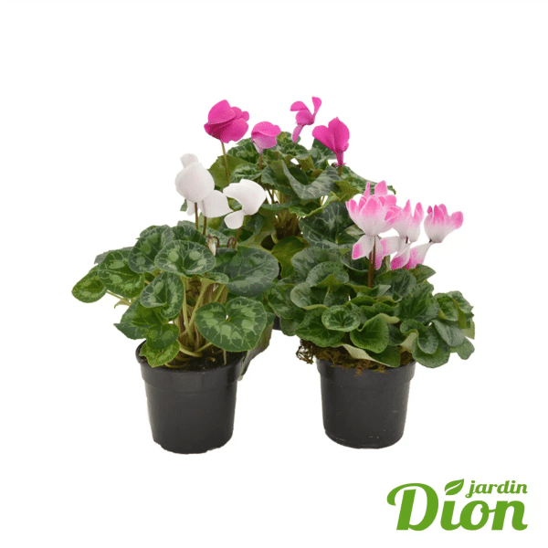 005g02 cyclamen persicum 04.png