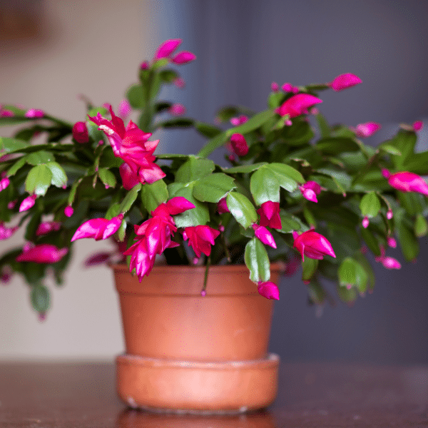 005g03 schlumbergera truncata 02.png