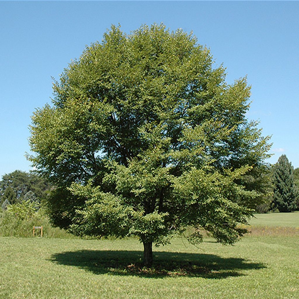 ULMUS JAPONICA 'NEW HORIZON' | Jardin Dion