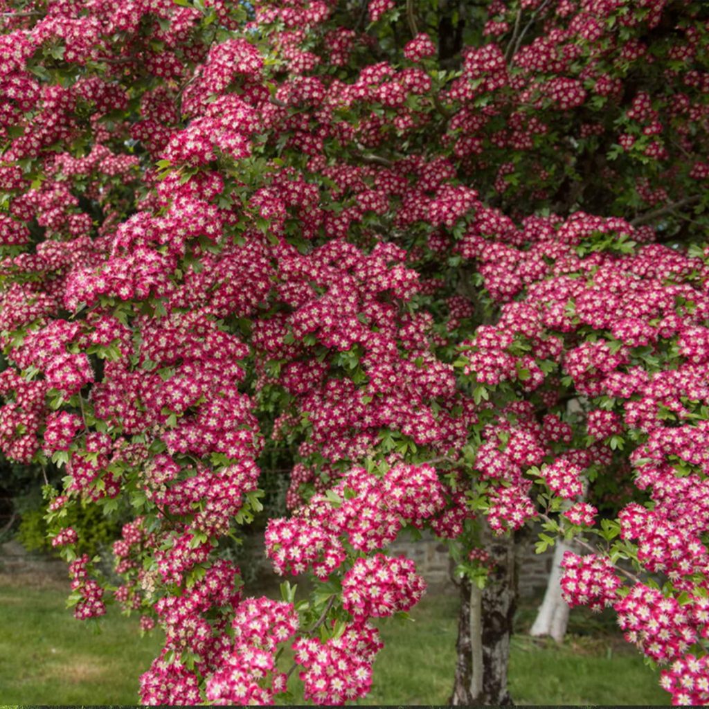 CRATAEGUS LAEVIGATA 'CRIMSON CLOUD' | Jardin Dion