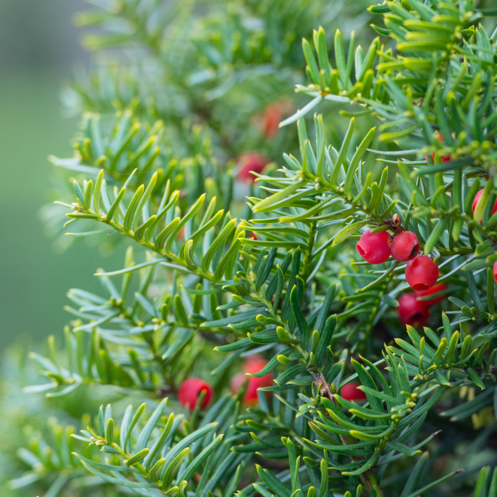 TAXUS IF Jardin Dion   050g118 Taxus Cuspidata  1024x1024 