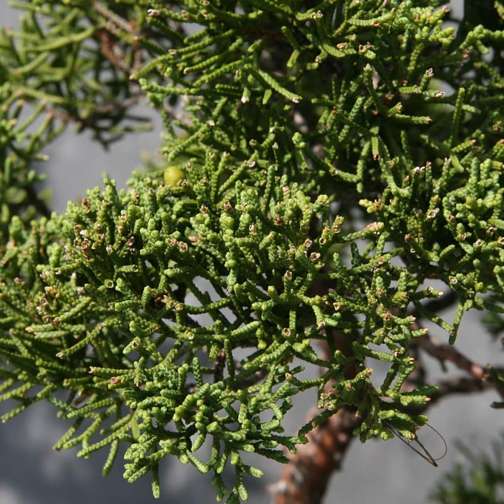 JUNIPERUS CHINENSIS 'SHIMPAKU' | Jardin Dion