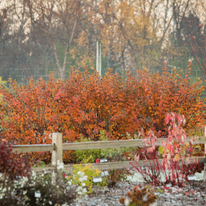 048g39 physocarpus opulifolius amber jubilee 01.png