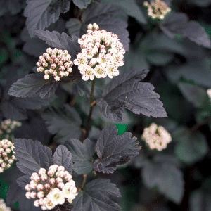 048g40 physocarpus opulifoliundiabolo 01.png