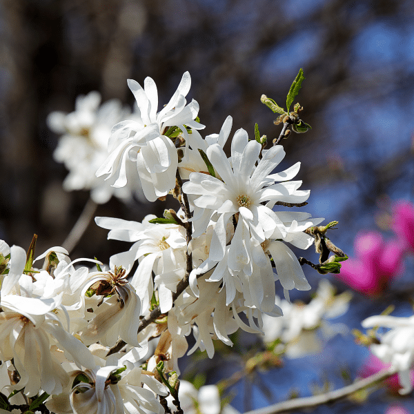 048g41 magnolia stellata royal star 02.png