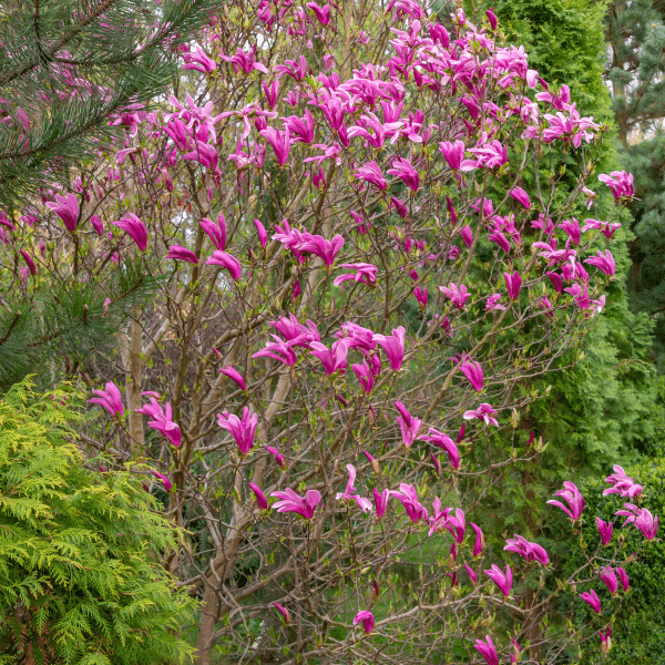 048g42 magnolia soulangiana susan 02.png