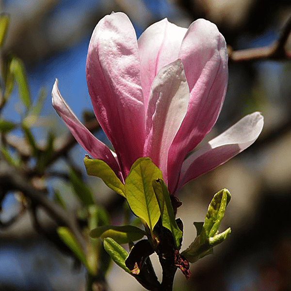 048g42 magnolia soulangiana susan 03.png