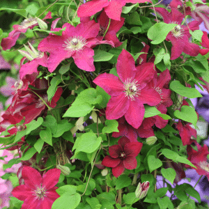 00008386 clematis westerplatte 1g 01.png