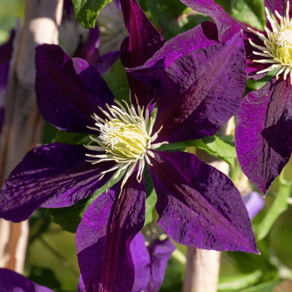 00008431 clematis the vagabond 1g 01.png