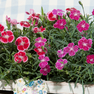 00010273 dianthus everlast red and pink 1g 01.png