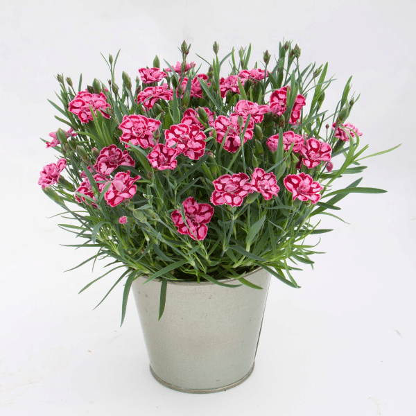 00010273 dianthus everlast red and pink 1g 02.png