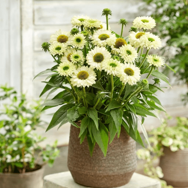 00012762 echinacea sunseekers white perfection 1g 02.png