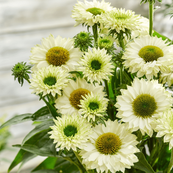 00012762 echinacea sunseekers white perfection 1g 03.png