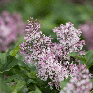 048g45 syringa little lady 01.png