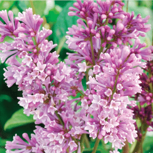 048g46 syringa prestoniae donald wyman 01.png