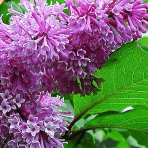 048g47 syringa prestoniae royalty 01.png