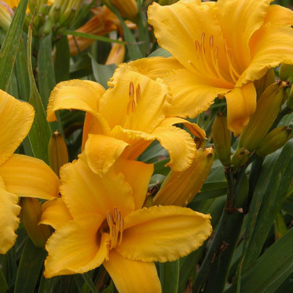 00008362 hemerocallis andre jasmin 1g 01.png