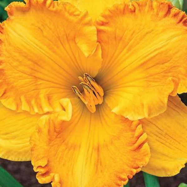 00008363 hemerocallis jean paquin 1g 01.png