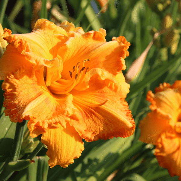 00008363 hemerocallis jean paquin 1g 02.png