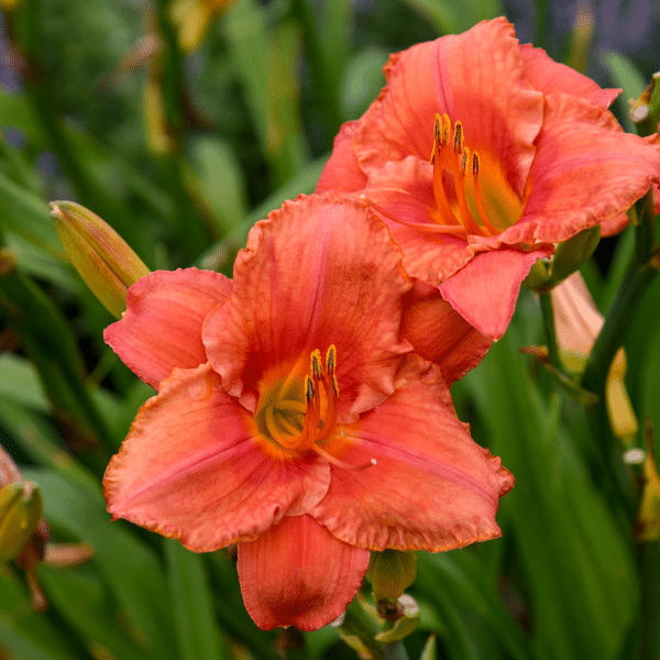 00008364 hemerocallis yvon cleroux 1g 01.png