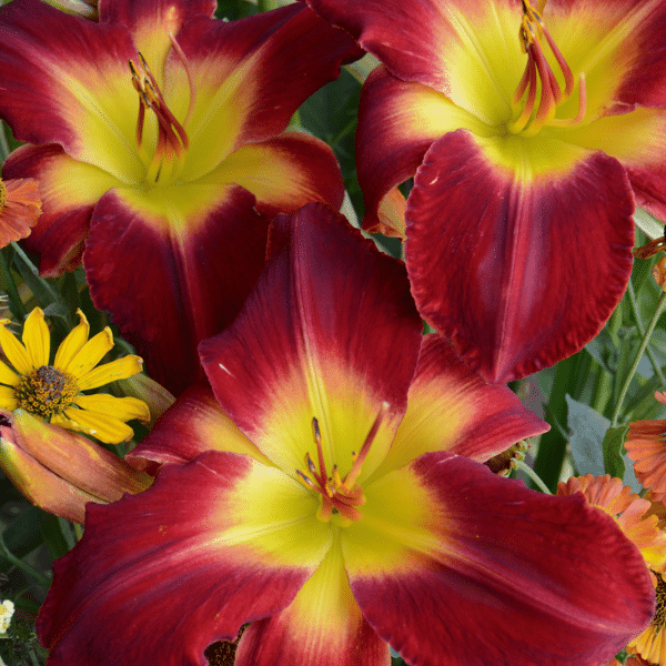 00010482 hemerocallis wilfrid dion 1g 01.png