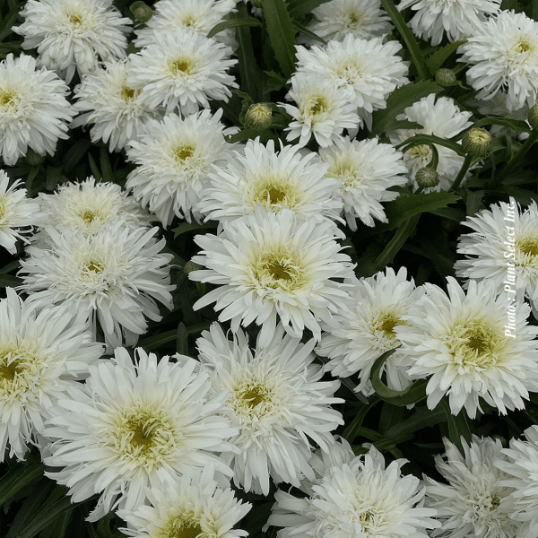 00012770 leucanthemum marshmallow 1g 01.png