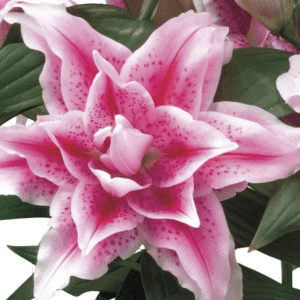 00013131 lilium roselily nowa 1g 01.png