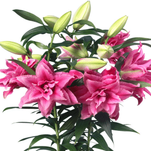 00014097 lilium roselily esra 1g 01.png