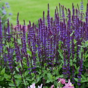 007g07 salvia nemerosa caradonna 01.png