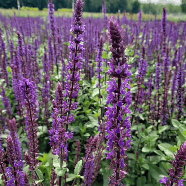 007g07 salvia nemerosa caradonna 02.png