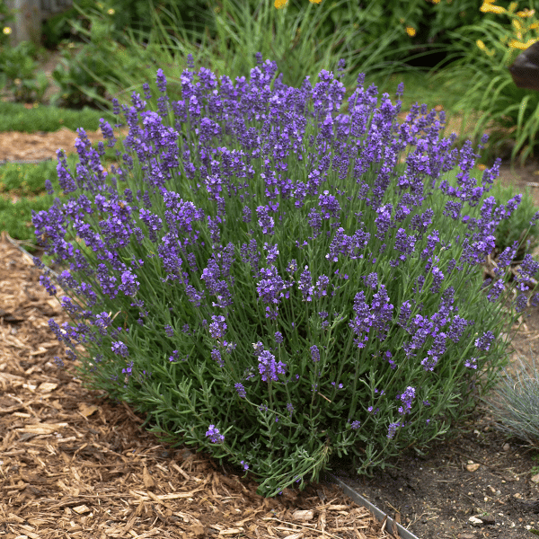 007g08 lavandula angustifolia hidcote blue 02.png