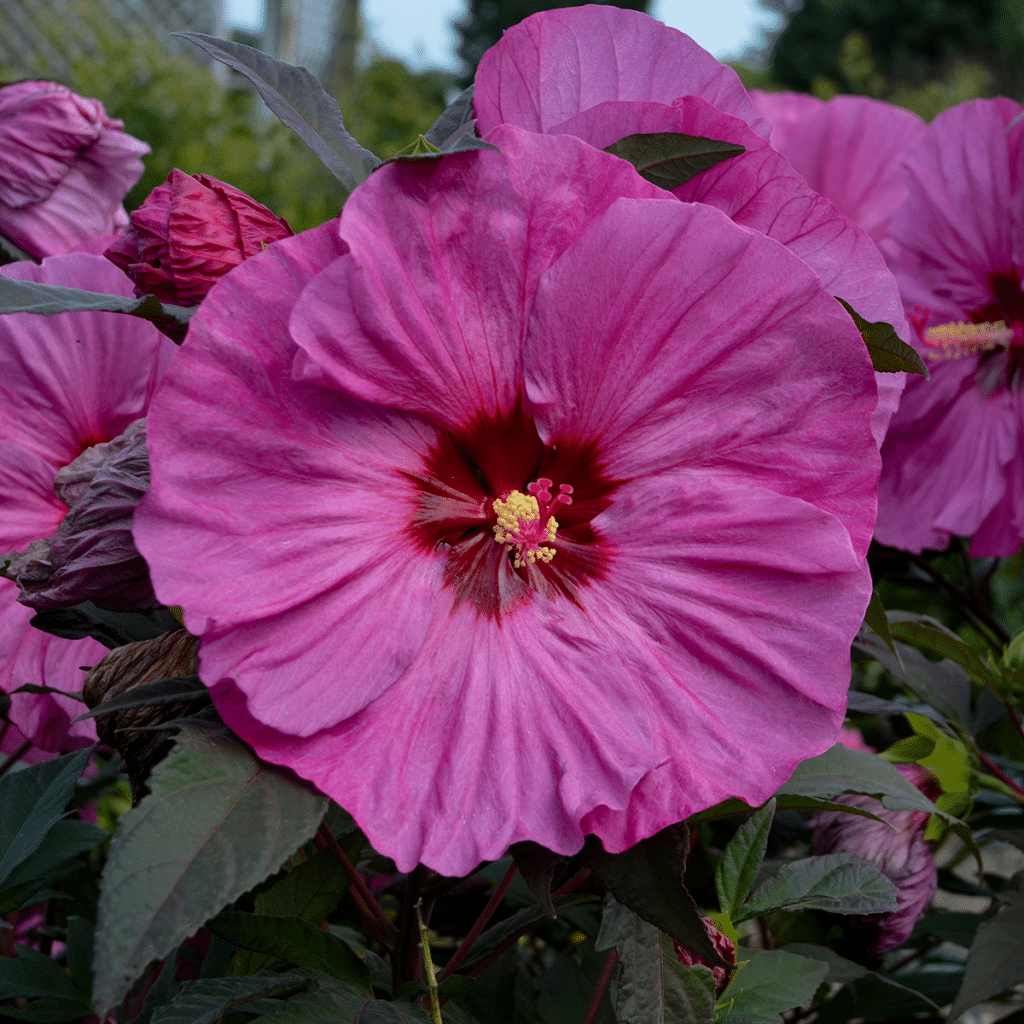 00010619 hibiscus summerific berry awesome 2g 01.png
