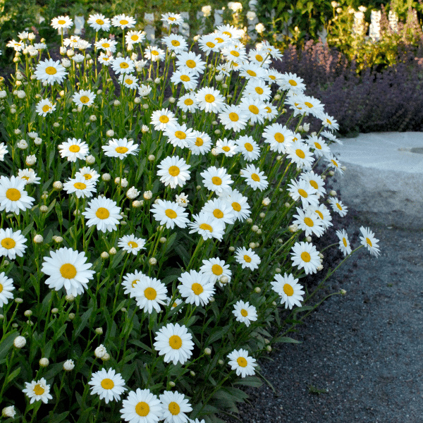 007g09 chrysanthemum superbum becky 01.png