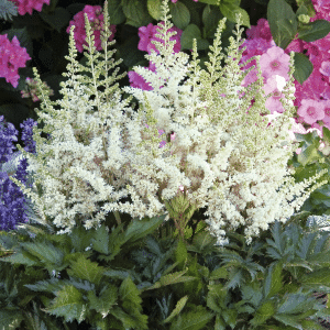 007g10 astilbe chinensis vision in white 01.png