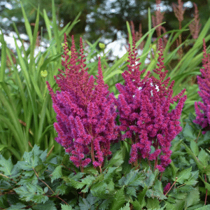 007g11 astilbe chinensis vision in red 01.png