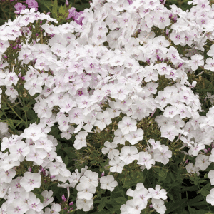 007g12 phlox panicuata garden girls party girl 01.png