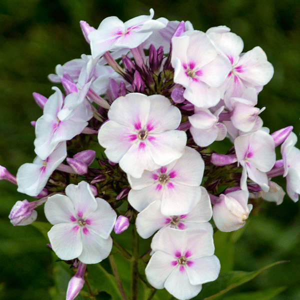 007g12 phlox panicuata garden girls party girl 02.png