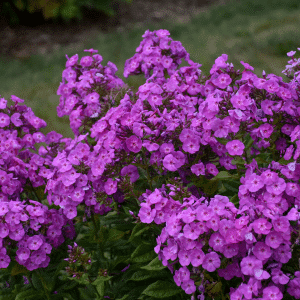 007g13 phlox paniculata garden girls cover girl 01.png