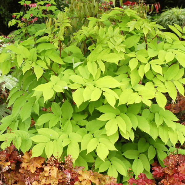 007g14 aralia cordata sun king 01.png