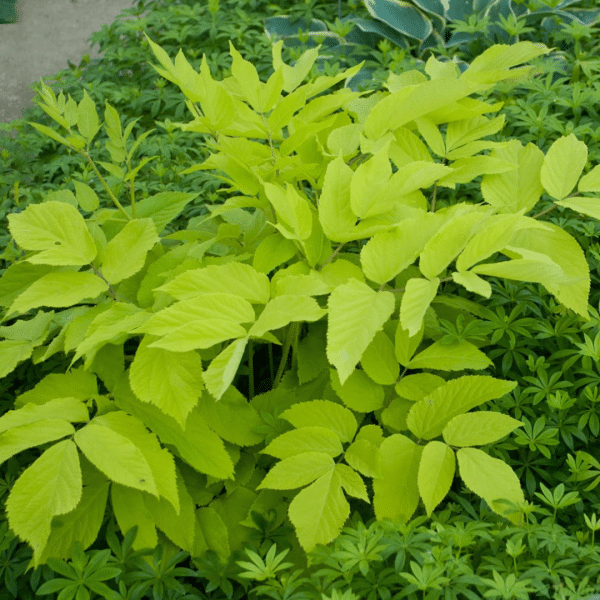 007g14 aralia cordata sun king 02.png